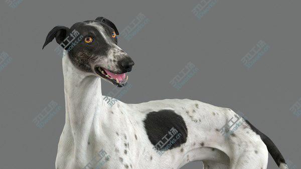 images/goods_img/20210312/3D model Greyhound 4 Animated/3.jpg